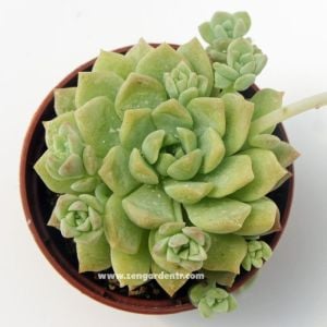 Echeveria profilicea sukulent bitki