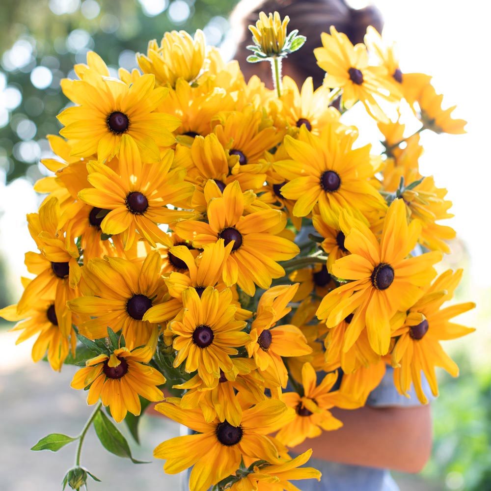 Rudbekya güneş şapkası tohumu indian summer mix