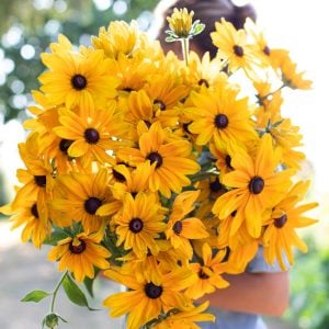 Rudbekya güneş şapkası tohumu indian summer mix