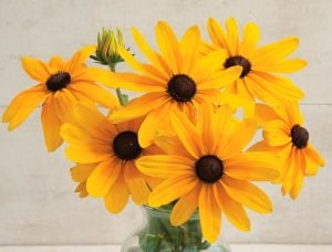 Rudbekya güneş şapkası tohumu indian summer mix