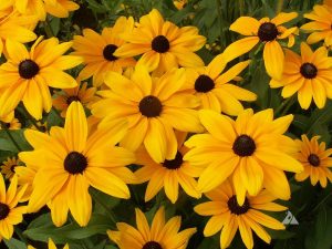 Rudbekya güneş şapkası tohumu indian summer mix