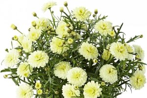 Katlı sarı çeşme papatyası fidesi argyranthemum double primrose 7 yada 9 cm saksıda