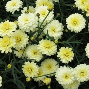 Katlı sarı çeşme papatyası fidesi argyranthemum double primrose 7 yada 9 cm saksıda