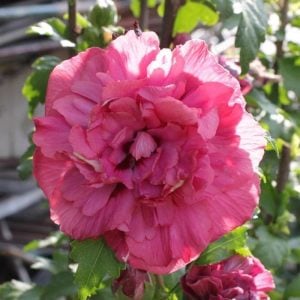 Katlı ağaç hatmi fidanı hibiscus syriacus duc de brabant