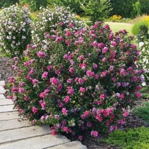Katlı ağaç hatmi fidanı hibiscus syriacus duc de brabant