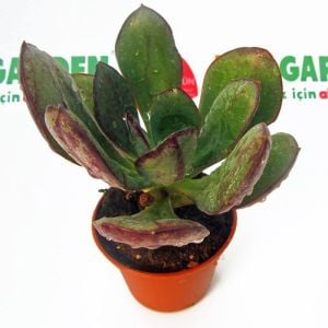 Echeveria nodulosa