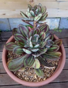 Echeveria nodulosa