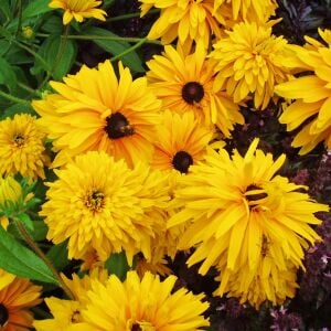 Double Golden Gloriosa - rudbeckia hirta zafer papatyası