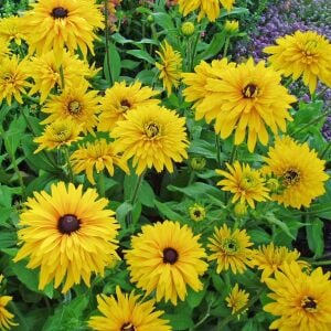 Double Golden Gloriosa - rudbeckia hirta zafer papatyası