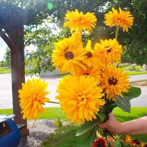 Double Golden Gloriosa - rudbeckia hirta zafer papatyası