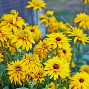 Double Golden Gloriosa - rudbeckia hirta zafer papatyası