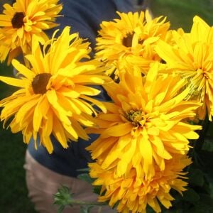 Double Golden Gloriosa - rudbeckia hirta zafer papatyası