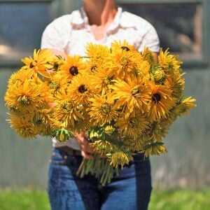 Double Golden Gloriosa - rudbeckia hirta zafer papatyası