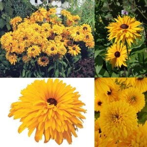 Double Golden Gloriosa - rudbeckia hirta zafer papatyası