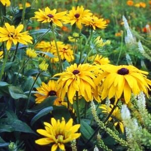 Double Golden Gloriosa - rudbeckia hirta zafer papatyası