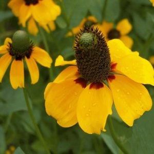 Rudbekya güneş şapkası tohumu clasping coneflower