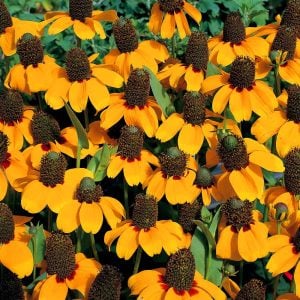 Rudbekya güneş şapkası tohumu clasping coneflower