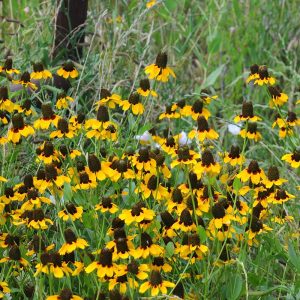 Rudbekya güneş şapkası tohumu clasping coneflower