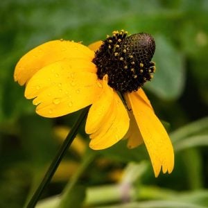 Rudbekya güneş şapkası tohumu clasping coneflower