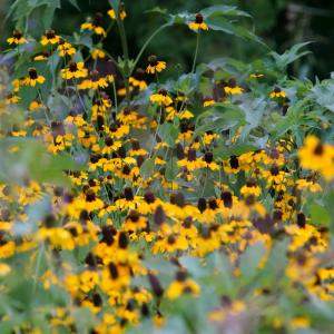 Rudbekya güneş şapkası tohumu clasping coneflower