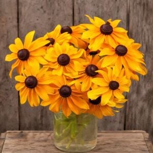 Marmalade - rudbeckia hirta zafer papatyası