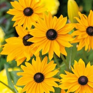 Marmalade - rudbeckia hirta zafer papatyası