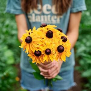 Marmalade - rudbeckia hirta zafer papatyası