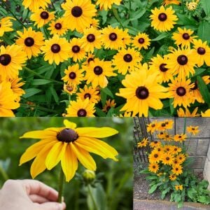 Marmalade - rudbeckia hirta zafer papatyası