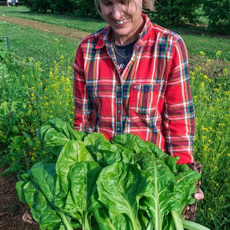 Pancar Ispanak tohumu perpetual spinach chard