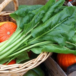 Pancar Ispanak tohumu perpetual spinach chard
