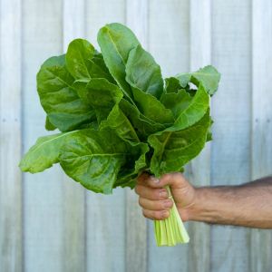 Pancar Ispanak tohumu perpetual spinach chard