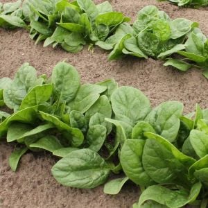 Pancar Ispanak tohumu perpetual spinach chard