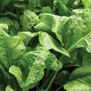 Pancar Ispanak tohumu perpetual spinach chard