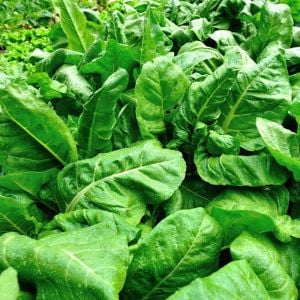 Pancar Ispanak tohumu perpetual spinach chard