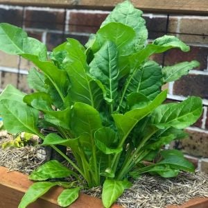 Pancar Ispanak tohumu perpetual spinach chard