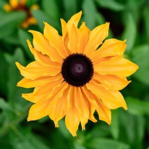 Marmalade - rudbeckia hirta zafer papatyası
