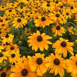 Marmalade - rudbeckia hirta zafer papatyası