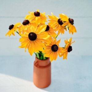 Marmalade - rudbeckia hirta zafer papatyası