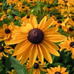 Marmalade - rudbeckia hirta zafer papatyası