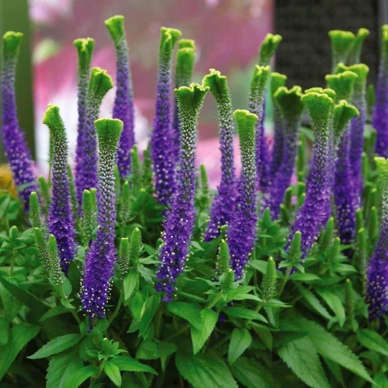 Christa veronica spicata fidesi yavşan otu çiçeği 7 cm saksıda