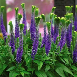 Christa veronica spicata fidesi yavşan otu çiçeği 7 cm saksıda