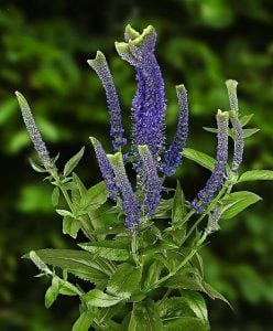 Christa veronica spicata fidesi yavşan otu çiçeği 7 cm saksıda