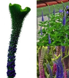 Christa veronica spicata fidesi yavşan otu çiçeği 7 cm saksıda