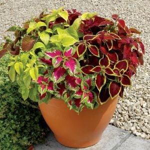 3 saksı karışık yaprak güzeli fidesi coleus kolyos