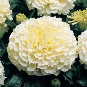 Moonlight kadife çiçeği - african marigold Tagetes erecta