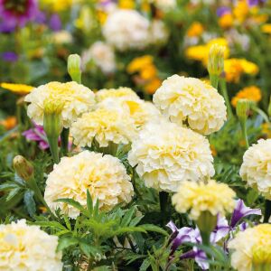 Moonlight kadife çiçeği - african marigold Tagetes erecta