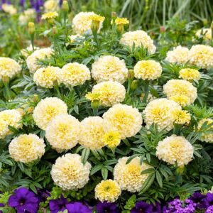 Moonlight kadife çiçeği - african marigold Tagetes erecta
