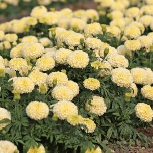 Moonlight kadife çiçeği - african marigold Tagetes erecta