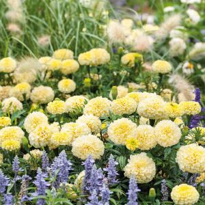 Moonlight kadife çiçeği - african marigold Tagetes erecta