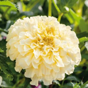 Moonlight kadife çiçeği - african marigold Tagetes erecta
